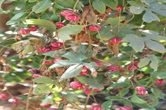 Diplocyclos palmatus